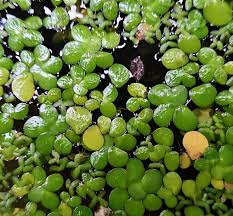 Image result for Spirodela