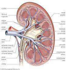 The primary function of large blood vessels (i.e., arteries and veins) is the transport of blood to and from the heart, whereas smaller blood vessels. Renal System Renal Vessels And Nerves Britannica