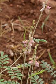 Image result for Tephrosia villosa