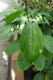 Image result for Asystasia hedbergii