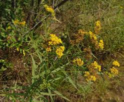 Image result for Neojeffreya