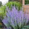 Deer & rabbit resistant plants. Https Encrypted Tbn0 Gstatic Com Images Q Tbn And9gcqg Aetp6lnpzcd 2gkbvmwsx5whv3wrkmtgcy0uzkoypvdsixu Usqp Cau