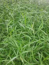 Image result for Entolasia