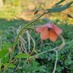 Image result for Hermannia kirkii