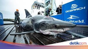 Ikan hiu putih terbesar di dunia. Ilmuwan Kaget Hiu Putih Besar Ada Luka Gigit Yang Gigit Sebesar Apa
