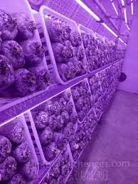 Maybe you would like to learn more about one of these? Maitake Mushroom Room Lighting Zc Lighting Mushroom Growing Room Light Grow Lights Room Lights Light