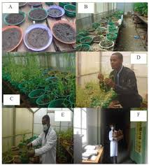 Image result for Phyllanthus crassinervius