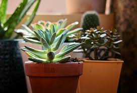 Maybe you would like to learn more about one of these? Does Succulent Need Direct Sunlight Succulents Grower