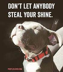 Pin By Shoppen On Dogs Puppies Dog Quotes Inspirational Quotes Inspiring Quotes About Life