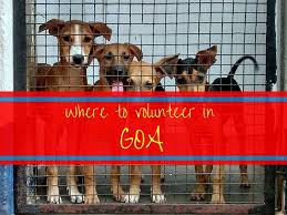 Find a shelter search the internet for an animal shelter in your area. Where Can I Volunteer In Goa Answered Hippie In Heels