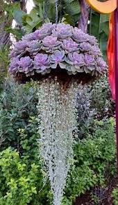 Pin By Carolyn Totton On Cactos Plants Hanging Garden Hanging Plants