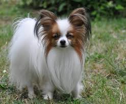 Papillon Dog Info Temperament Lifespan Shedding Puppies Pictures