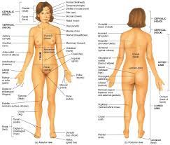 We did not find results for: Female Body Anatomical Landmark Anterior View And Posterior View