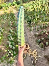 Image result for Pycreus aethiops