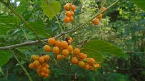 Image result for Allophylus africanus