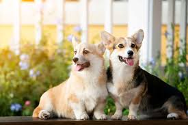 Located in giles county va. Male Vs Female Corgi Everything You Want To Know