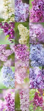 Pin On Mackinac Island Lilacs Water Lighthouses