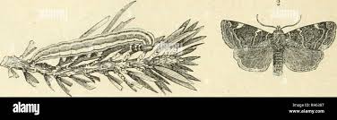 Image result for Cosmia diffinis