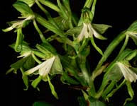 Image result for Disa woodii