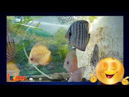 Fondos de pantalla acuario 🐟 peces en movimiento for. Fondos De Pantalla Animados Con Peces En Acuario Video Dentro De Acuario Youtube
