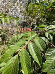 Image result for Leea guineensis