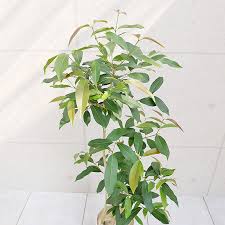 アマゾンオリーブ 陶器鉢植え Mサイズ マットシリーズ シリンダー 観葉植物と植木鉢の専門店cocolate