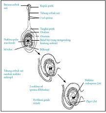 Ciri utama bunga matarahari adalah ukurannya yang besar dan warna kuning terang. Tumbuhan Berbiji Tertutup Angiospermae Ciri Ciri Contoh Reproduksi Gambar