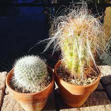 Old man cactus performs original father daughter on the downstairs stage of world cafe live in philadelphia. Cactus Jon On Instagram Cactus Of The Day This Week We Had The Old Man Cactus And The Old Water Wise Landscaping Waterwise Garden Drought Tolerant Landscape