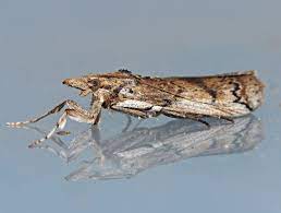 Cactus moth texas faces a serious threat to its wildlife if the cactus moth, cactoblastis cactorum, is allowed to invade the lone star state. Texas Parks And Wildlife Warns Of Invasive Cactus Moths