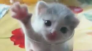 O adolescenta din ohio a trait o experienta extrem de neplacuta din cauza tatalui ei. Faze Comice Cu Pisici Haioase Pisicute Amuzante Citeste Descrierea Feline Kitty Animals