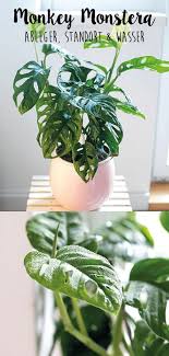 Die Monstera Adansonii Sieht Ihrem Grossen Bruder Der Monstera Deliciosa Zwar Nur Minimal Ahnlich Verhalt Sich Aber Zie Pflanzen Monstera Indoor Pflanzen Dekor