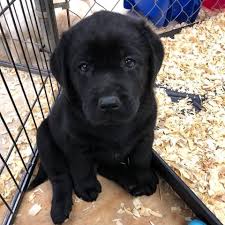 Puppies,adult dogs akc silver & chocolate labrador retriever puppies, raised on beautiful 75 acre farm with ponds and creeks. Labrador Retriever Puppies For Sale Near Me Home Facebook
