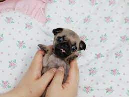 Miniature Tea Cup Pug Puppies Mini Puggle Puppies Puggle Puppies Pug Puppies Baby Pugs