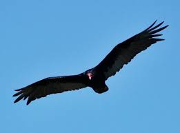 Check spelling or type a new query. Turkey Vulture Circling Overhead Feederwatch