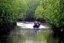 Hutan bakau kedua terbesar di dunia; Hutan Bakau Yang Merupakan Kedua Terbesar Di Dunia Malayhir