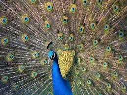 The handicap principle is a hypothesis proposed by amotz zahavi to explain how evolution may lead to honest or reliable signalling between animals which have an obvious motivation to bluff or deceive. Do Art Collectors Show Off Their Peacock S Tail Psychology Today