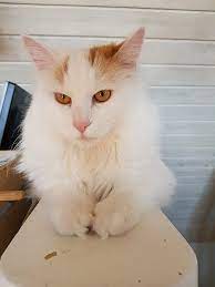 Pemberian vaksinasi secara rutin tentu wajib diberikan kepada kucing ini untuk menghindari serangan virus yang. Van Turki Wikiwand