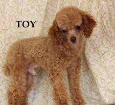 In the last 15 years, poodle mixes, commonly while doodles have existed for roughly 70 years, they really came into the spotlight about 20 to 30. Mini Poodle Doodle Off 56 Www Usushimd Com