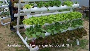 Kelebihan Dan Kekurangan Hidroponik Nft Penting Untuk Diketahui Seputar Informasi Dan Inspirasi
