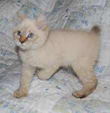 Purrfect lynx high quality and specialized cattery breeds stunning rare exotic highland lynx kittens to be exotic companions. Beautiful Seal Snow Highland Lynx Male Kitten For Sale In Silverdale Washington Classified Americanlisted Com