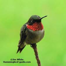 Check spelling or type a new query. Hummingbirds For Kids Fun Facts And Activities