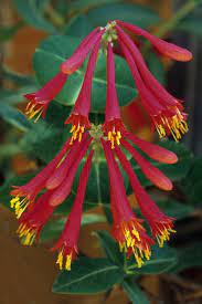 Except for the roots, all of this plant's parts are edible and have a peppery flavor. 20 Best Flowering Vines Best Wall Climbing Vines To Plant