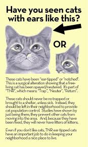 So, if the cat is missing an ear tip, she is probably spayed. Face Low Cost Animal Clinicear Tip Identifying Community Cats Face Spay Neuter