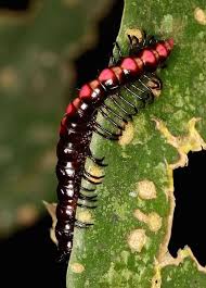 Black And Yellow Millipede Red And Black Millipede By Cowyeow Flickr Peru Millipede Insects Creepy Crawlies