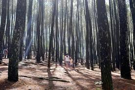 Bisa dari video, kata kata, hingga kumpulan foto lucu. Prewedding Di Pohon Pinus Ide Foto Prewed