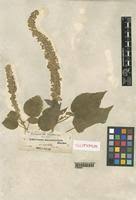 Image result for Croton macrostachyus