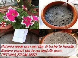 I Heard An Experienced Gardener Say That Whosoever Can Grow Petunia From Seed Is A True Gardener Otherwise He X2f She Petunias Seeds Gardening For Beginners