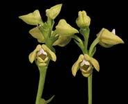 Image result for Polystachya campyloglossa