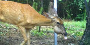 What Causes Deer Food Impactions Nda