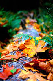 Autumn Leaves Wallpapers For Android Hd Wallpaper Android 4k Wallpaper For Mobile Samsung Wallpaper